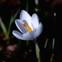 in white :: Zinovi Seniak