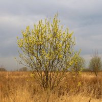 Кустик вербы :: Андрей Снегерёв