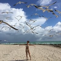 чайки на пляже в Майями :: Женя Ar