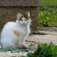 Для кошки привычно долгое и пристальное наблюдение :: Татьяна Смоляниченко