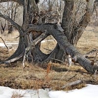 Тополя отжили свое. :: Татьяна Перегудова 