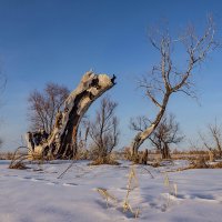 Дерева :: Виктор Четошников