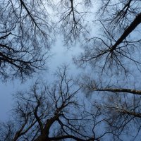 В небо упираются деревья, ветвями поддерживая  синеву...... :: Galina Leskova