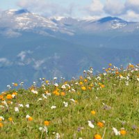 Цветение альпийского пояса на Алтае :: Спартак Краснопевцев
