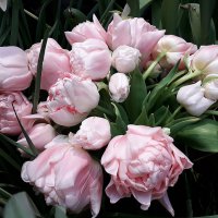 Нежность тюльпанов :: Лидия Бусурина