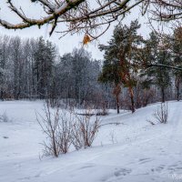 Снегопад_2 :: Василий Цымбал