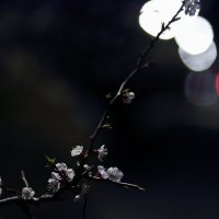 Ночное цветение :: Юрий Гайворонский