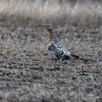 КАПАЛУХА :: Володька Завитушкин