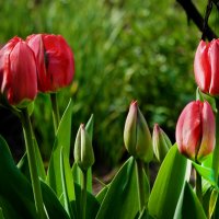 Весна в цветах! :: barsuk lesnoi