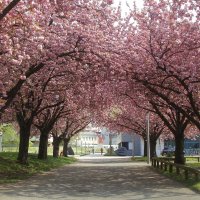 Сакуровый сад,  весна 2021 :: Lüdmila Bosova (infra-sound)