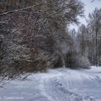 Ельниковская роща.Зима_1 :: Василий Цымбал