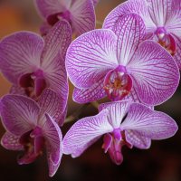 Орхидея :: Наталия Григорьева