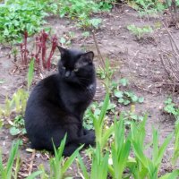 Черный кот нашего двора :: Galina Solovova