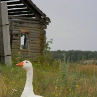 Гусь :: Светлана Макурина