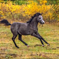 Палома :: Настя Теплякова