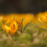 нежность весны... :: Jurijs Suhodolskis