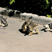 когда котам делать нечего :: равил митюков