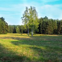 Павловск.Три берёзы. :: Александр Лейкум