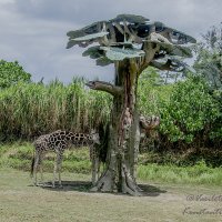 Сафари парк - Бали :: Константин Василец
