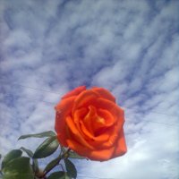 осенняя роза :: Симона Лето