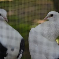 Породистые голуби :: Богдан Петренко