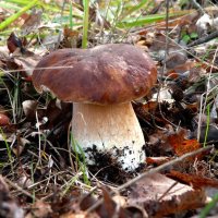 Белый гриб :: Irishka Chanterelle