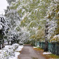 Первый снег :: Светлана 