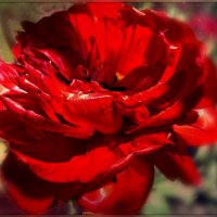 Red tulip. :: Нэтхен *