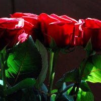 розы :: Богдан Вовк