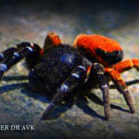 Spider II :: Alexei Kopeliovich