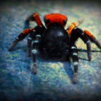 Spider I :: Alexei Kopeliovich