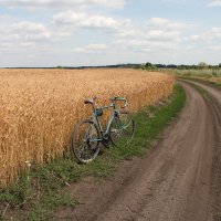 Пшеница и мой велосипед :: Анатолий 