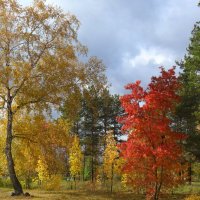 РАЗНОЦВЕТНАЯ ОСЕНЬ :: Светлана Белоусова