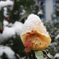 Снежная роза :: Виктория Журавлева