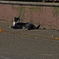 Уличный кот :: Михаил Афанасьев