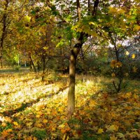 осень :: Irishka Chanterelle