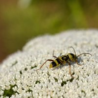 30.05.12 Chlorophorus varius, усач изменчивый на каком-то зонтике типа дикой моркови :: Борис Ржевский