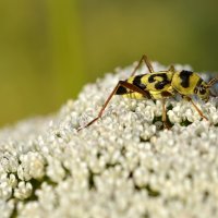 30.05.12 Chlorophorus varius, усач изменчивый на каком-то зонтике типа дикой моркови :: Борис Ржевский