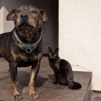 Кошка с Собакой :: Roman Globa