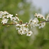 Когда была весна :: Juliya Fokina