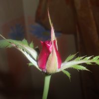 Доморощенная роза :: Ekaterina Voronov@