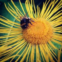 приключение пчелы :: Olga Stolpovskaya