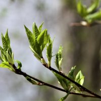 весна :: Владимир Холодницкий