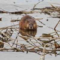 Шапка обедает -:)) :: Александр Запылёнов