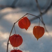 Мартовское настроение. :: Анатолий Нецепляев