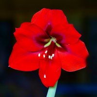 hippeastrum :: Zinovi Seniak