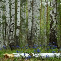 Сладко пахнет весна медуницей на полянах лесных и лугах.. :: Анна Суханова