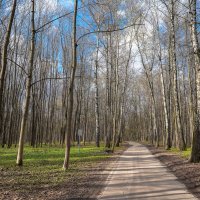 В весеннем парке... :: Владимир Жданов