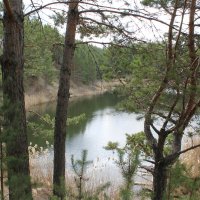 Небольшое озеро на месте старого карьера  в обрамлении сосен :: tamara kremleva