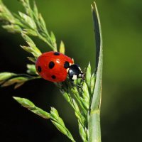 Коровка семиточечная (Coccinella septempunctata (Linnaeus, 1758)) :: Павел Морозов